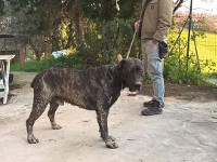 cuccioli cane corso tradizionale